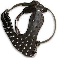 Shar Pei Leather spiked dog harness -custom deluxe dog harness