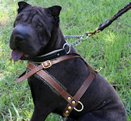 Shar Pei dog harnesses, leather dog harness, nylon dog harness, walking dog harnesses