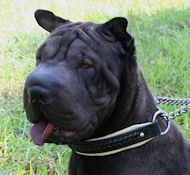 Shar Pei dog collars, leather dog collars, nylon dog collars, walking dog collars,padded dog collars, spiked dog collars,walking dog collars