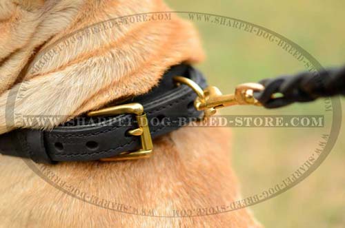 Polished Brass Buckle on Leather Dog Collar for Shar Pei