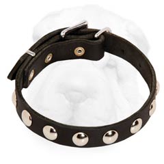 Decorated Shar-Pei Collar with Nickel Plated Studs