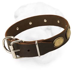 Shar-Pei Collar with Nickel Plated Hardware
