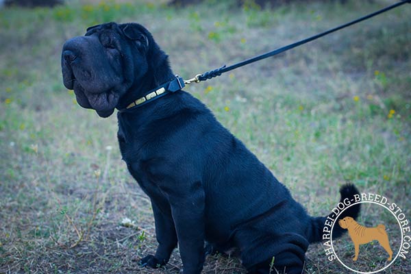 Exceptional leather canine collar for Shar Pei