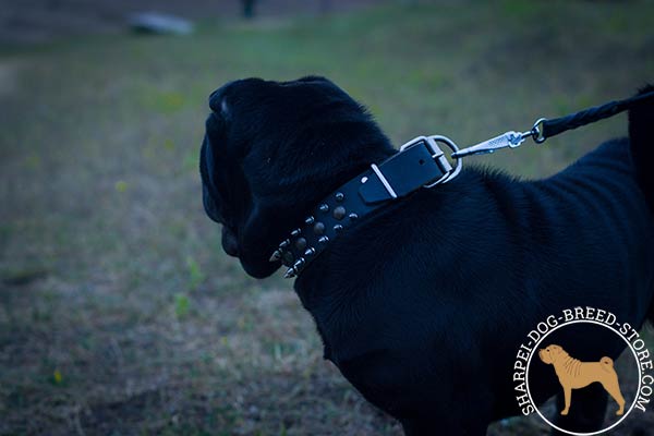 Exclusive leather dog collar for Shar Pei with nickel plated fittings