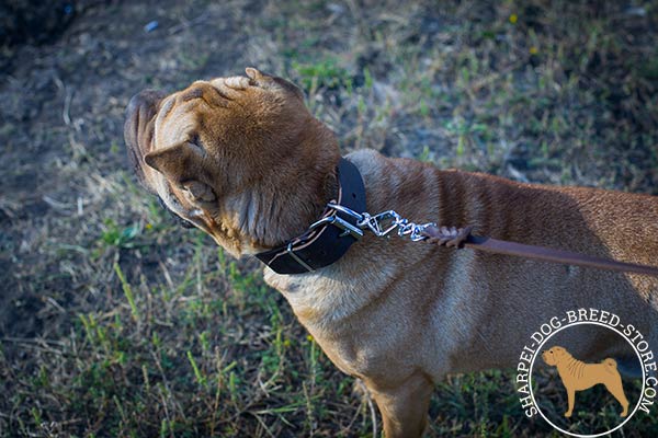 Reliable leather dog collar for Shar Pei with sturdy fittings