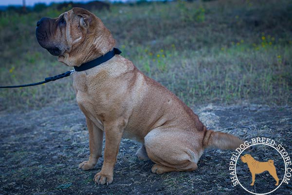 High-quality training leather dog collar for Shar Pei