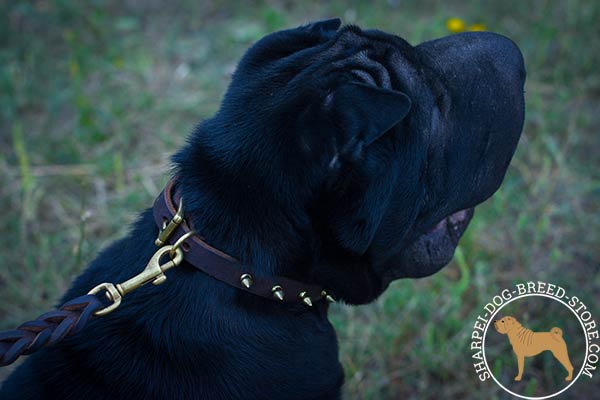 Awesome leather dog collar for Shar Pei with one row of brass spikes
