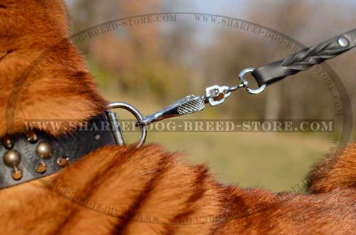 Brass Studs and Nickel Plated Spikes on Dog Collar for Shar Pei