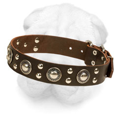 Leather Shar-Pei Collar Decorated with Conchos and Studs