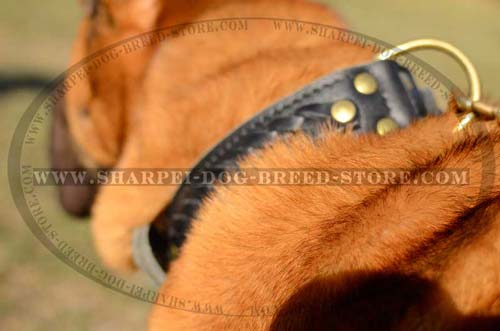Extra Wide Shar Pei Leather Collar with Special Plate