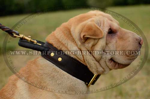 Two Ply Leather Dog Training Collar for Shar Pei