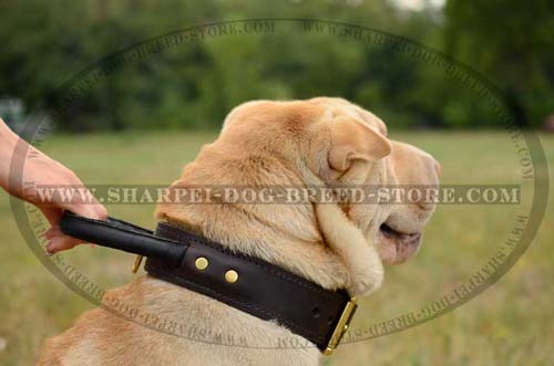 Two Ply Leather Shar Pei Collar with Brass Hardware for Dog Training