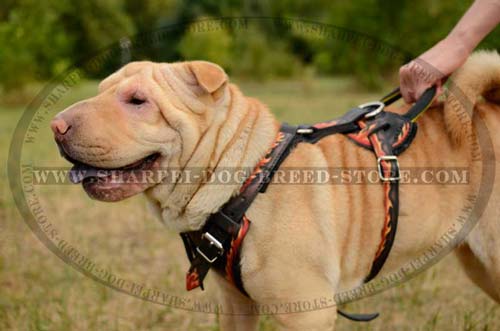 Durable Handcrafted Harness for Shar Pei Dog