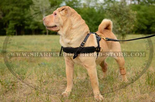 Durable Leather Tracking/Pulling Dog Harness for Shar Pei Breed