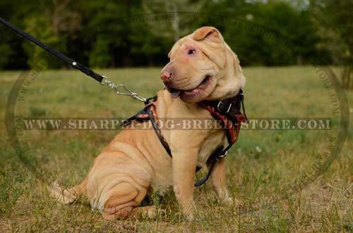 Comfortable and Reliable Training Harness for Shar Pei