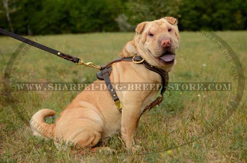 Comfy ADjustable Leather Harness Decorated with Sun-like Studs for Shar Pei Walking