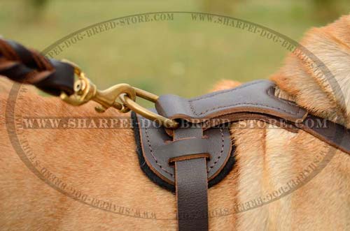 Leather Harness with Y-shaped Chest Plate and Studs for Shar Pei Breed Walking