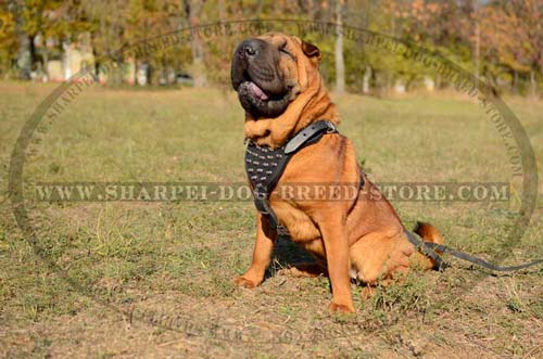 Comfortable Leather Harness with Strong Stitching and Heavy Duty Hardware for Shar Pei