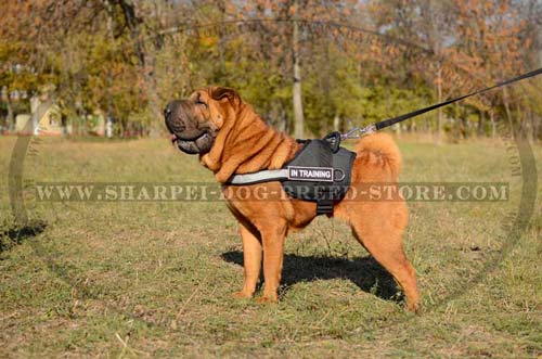Durable Nylon Dog Harness for Shar Pei Breed with Reflective Trim and ID Patches