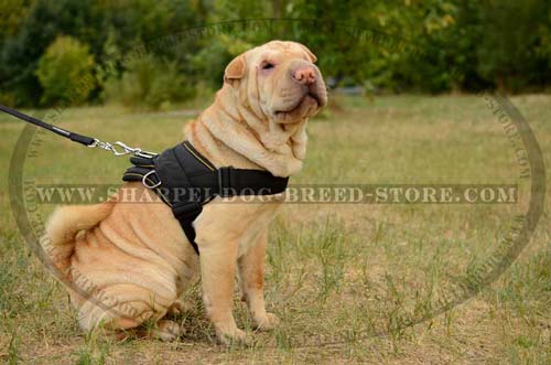 Nylon Shar Pei Dog Harness of Thought Out Design for Pulling, Trackinbg and Walking