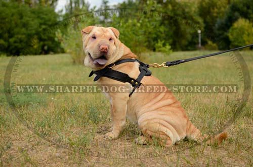 Light Weight Shar Pei Breed Harness Made of High Quality Leather