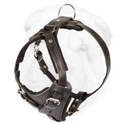 Shar Pei Breed Harness of Heavy Duty Quality Made of Genuine Leather