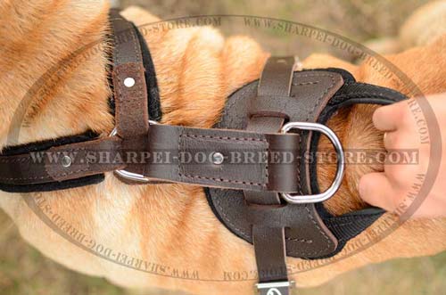 Exclusive Design Shar Pei Dog Harness for Comfortable Training