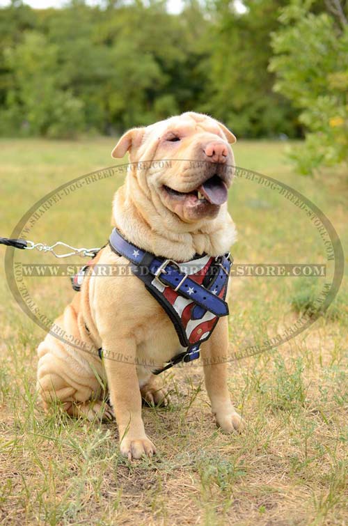 Strong Training Leather Dog Harness for Shar Pei Breed