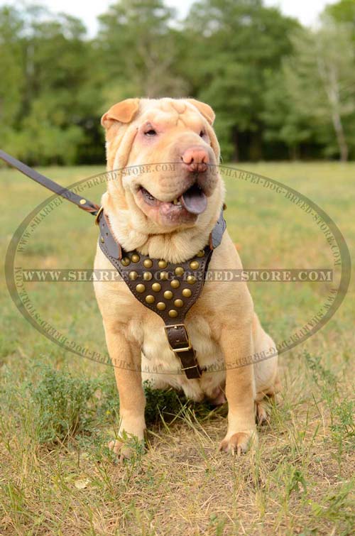 Handcrafted Leather Harness with Brass Studs Decoration and Y-shaped Chest Plate for Shar Pei