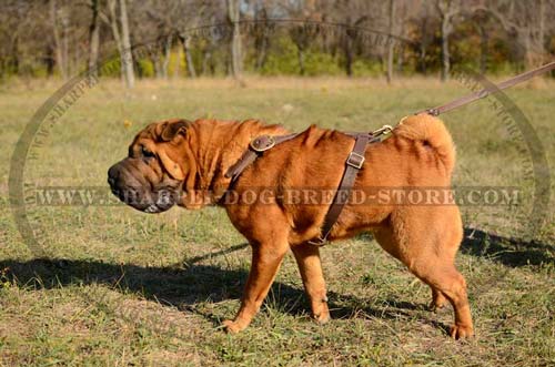 Strong Tracking Dog Harness for Shar Pei Breed