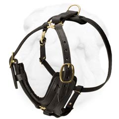 Shar Pei Dog Leather Harness with Y-Shaped Chest Plate and Refined Straps Design