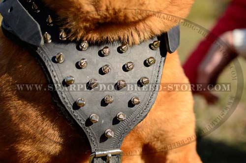 Durable Harness Made of Full Grain Leather for Shar pei Breed with Spikes