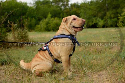 Durable Trainig Harness Made of Full Grain Leather for Shar Pei Breed