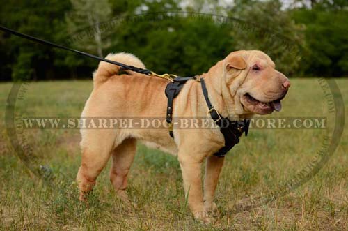 Quality Leather Dog Harness Great for Tracking Work and Everyday Use