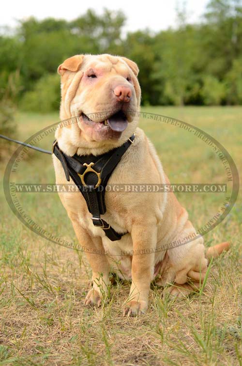 Shar Pei Breed Dog Harness Comfortable for Tracking Work