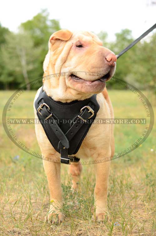 Shar Pei Dog Harness of Thought-Out Design