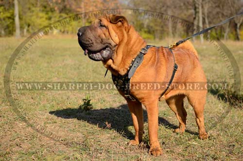 Dog Walking Harness with Wide Durable Straps for Shar Pei