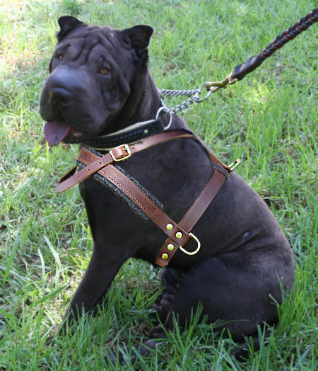 sharpei dog harness
