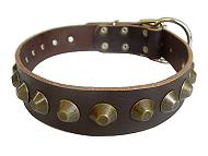 Shar Pei Gorgeous Wide Leather Dog Collar - Brown