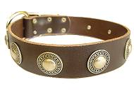 Shar Pei Leather Dog Collar with silver conchos