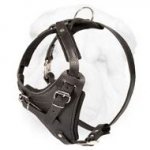 Heavy Duty Shar Pei Dog Harness of Enhanced Comfort and Durability
