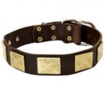 Stylish Shar Pei Collar with Brass Plates