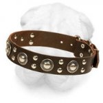 Stylish Shar-Pei Collar Decorated with Conchos and Studs