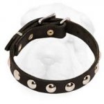 Decorated Shar-Pei Collar with Nickel Half-Ball Studs