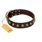 "Gape Buster" FDT Artisan Brown Leather Sharpei Collar with One Row of Studs