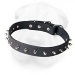 Everyday Shar Pei Collar with Nickel Plated Spikes