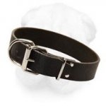 1 1/2 Inches Wide Leather Collar of Plain Design for Shar Pei