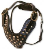Two-Ply Latigo Dog Harness with Studs for Sharpei
