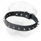 Everyday Shar Pei Collar with Nickel Plated Spikes