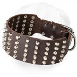 Wide Shar-Pei Collar Decorated with Studs